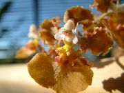 brązowy Kwiat Oncidium  Rośliny domowe zdjęcie