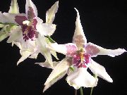 白 跳舞的女士兰花，塞德罗斯蜂，豹兰花 (Oncidium) 室内植物 照片