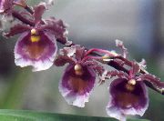 lila Virág Táncoló Hölgy Orchidea, Cedros Méh, Leopárd Orchidea (Oncidium) Szobanövények fénykép