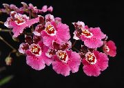 rosa Fiore Danza Signora Orchidea, Ape Cedros, Leopardo Orchidea (Oncidium) Piante da appartamento foto