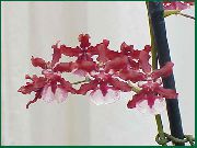 红 跳舞的女士兰花，塞德罗斯蜂，豹兰花 (Oncidium) 室内植物 照片