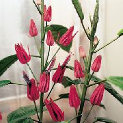 ružový Kvetina Pavonia  Izbové Rastliny fotografie