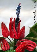 sarkans Zieds Pavonia  Telpaugi foto