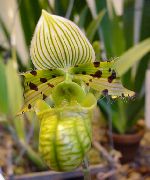 зелен Цвете Чехъл Орхидеи (Paphiopedilum) Стайни растения снимка