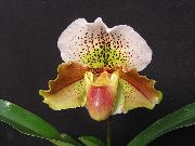 Střevíčník Orchideje Květina hnědý