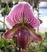 ljubičasta Cvijet Papuča Orhideje (Paphiopedilum) Biljka u Saksiji foto
