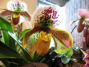 žlutý Květina Střevíčník Orchideje (Paphiopedilum) Pokojové rostliny fotografie