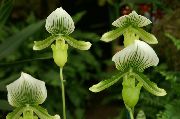 grön Blomma Toffel Orkidéer (Paphiopedilum) Krukväxter foto