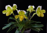 sárga Virág Papucs Orchideák (Paphiopedilum) Szobanövények fénykép