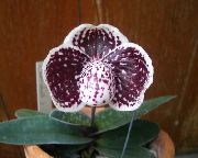 bordo žiedas Šlepetė Orchidėjų (Paphiopedilum) Kambariniai augalai nuotrauka