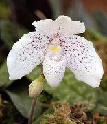 λευκό λουλούδι Ορχιδέες Παντόφλα (Paphiopedilum) φυτά εσωτερικού χώρου φωτογραφία