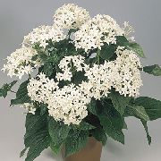 ホワイト フラワー Pentas、星花、星団 (Pentas lanceolata) 観葉植物 フォト