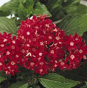 rojo Pentas, Flor De La Estrella, Cúmulo De Estrellas (Pentas lanceolata) Plantas de interior foto