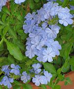 ღია ლურჯი ყვავილების Leadworts (Plumbago) სახლი მცენარეთა ფოტო