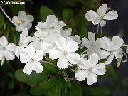baltas žiedas Leadworts (Plumbago) Kambariniai augalai nuotrauka