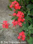 červená Květina Leadworts (Plumbago) Pokojové rostliny fotografie