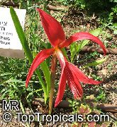 rdeča Cvet Aztec Lilija, Jacobean Lily, Orhideja Lily (Sprekelia) Hiša Rastline fotografija