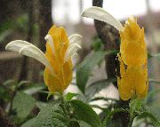 бео Цвет Жута Шкампи Биљка, Златни Шкампи Биљка, Лоллипоп Биљка (Pachystachys)  фотографија