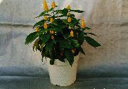 жут Цвет Жута Шкампи Биљка, Златни Шкампи Биљка, Лоллипоп Биљка (Pachystachys)  фотографија