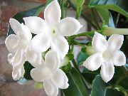 თეთრი საქორწილო ბუკეტი, მადაგასკარის ჟასმინის, ცვილის ყვავილების, Chaplet ყვავილების, Floradora, ჰავაის საქორწილო ყვავილების (Stephanotis) სახლი მცენარეთა ფოტო