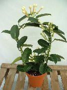 hvit Brudebukett, Madagaskar Jasmin, Voks Blomst, Krans Blomst, Floradora, Hawaiisk Bryllup Blomster (Stephanotis) Potteplanter bilde