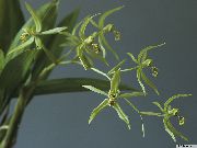 Coelogyne ყვავილების მწვანე