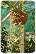 žltý Kvetina Coelogyne  Izbové Rastliny fotografie