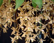 hnedý Kvetina Coelogyne  Izbové Rastliny fotografie