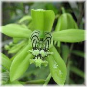 žalias žiedas Coelogyne  Kambariniai augalai nuotrauka