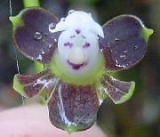 corcra Bláth Magairlín Buttonhole (Epidendrum) Phlandaí tí grianghraf