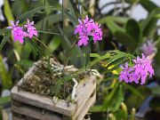 šeřík Květina Knoflíková Dírka Orchidej (Epidendrum) Pokojové rostliny fotografie