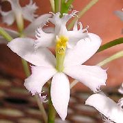 bílá Květina Knoflíková Dírka Orchidej (Epidendrum) Pokojové rostliny fotografie