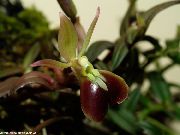 bruin Bloem Knoopsgat Orchidee (Epidendrum) Kamerplanten foto