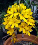 yellow Flower Buttonhole Orchid (Epidendrum) Houseplants photo
