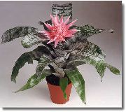 pink Blomst Sølv Vase, Urne Plante, Dronning Af Bromeliads (Aechmea)  foto