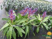 nachový Kvetina Strieborná Váza, Urna Závod, Kráľovná Bromeliads (Aechmea) Izbové Rastliny fotografie