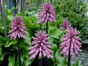 lilac Flower Forest Lily (Veltheimia) Houseplants photo