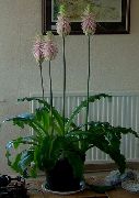 粉红色 花 林百合 (Veltheimia) 室内植物 照片