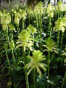 бял Цвете Горска Лилия (Veltheimia) Стайни растения снимка