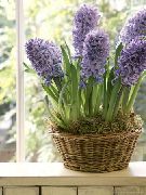 lilac Bláth Hyacinth (Hyacinthus) Phlandaí tí grianghraf