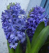 azzurro Fiore Giacinto (Hyacinthus) Piante da appartamento foto