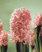 roze Bloem Hyacint (Hyacinthus) Kamerplanten foto