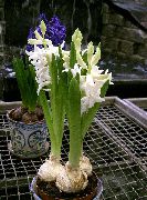 hvid Blomst Hyacinth (Hyacinthus) Stueplanter foto
