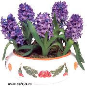 purper Bloem Hyacint (Hyacinthus) Kamerplanten foto
