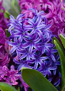mörkblå Blomma Hyacint (Hyacinthus) Krukväxter foto