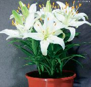 bílá Květina Lilium  Pokojové rostliny fotografie