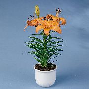 オレンジ フラワー ユリ属 (Lilium) 観葉植物 フォト