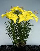 κίτρινος λουλούδι Λίλιουμ (Lilium) φυτά εσωτερικού χώρου φωτογραφία
