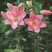 vaaleanpunainen Kukka Lilium  Huonekasvit kuva