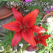 czerwony Kwiat Lilia (Lilium) Rośliny domowe zdjęcie